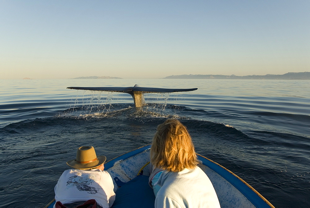 Blue whale (Balaenoptera musculus). A blue whale tail enthralls watching tourists. Gulf of California.