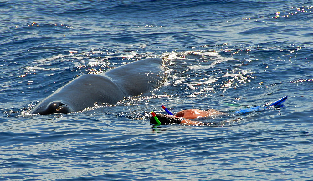 Sperm whale. (Physeter macrocephalus). A very quiet sperm whale watches two swimmers watching it. Caribbean.