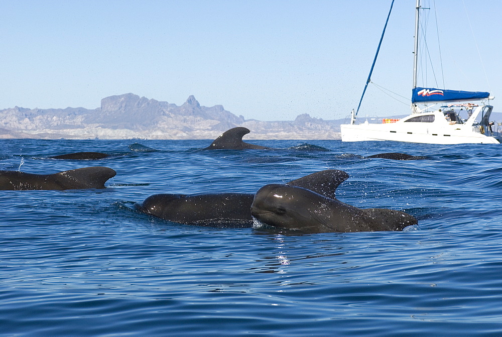 Short finned pilot whales (Globicephala macrorynchus) Gulf of California. A group of pilot whales pass a tourist boat,in the foreground  a youngsteris  lifting its head high out of the water to breathe.