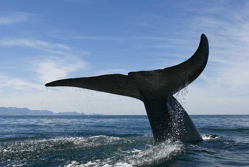 Blue whale (Balaenoptera musculus) Gulf of California. The raised tail of a blue whale.