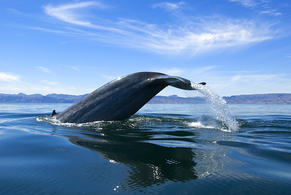 Blue whale (Balaenoptera musculus) Gulf of California. A diving blue whale hoists its tail high into the midday sky.