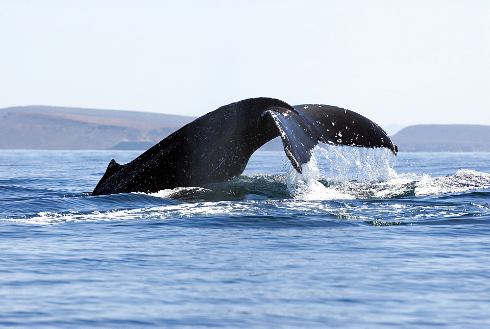 Humpback whale (megaptera novaeangliae) Gulf of California.The tail and dorsal hump of a humpback whale.