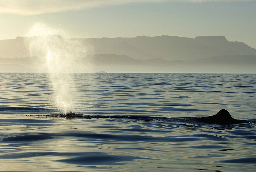 Sperm whale(physeter macrocephalus) Gulf of California.A resting sperm whale blows into the setting sun.