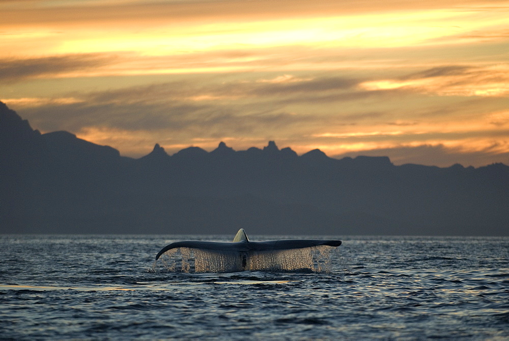 Blue whale (balaenoptera musculus) Gulf of California.At susnet a blue whale tail.