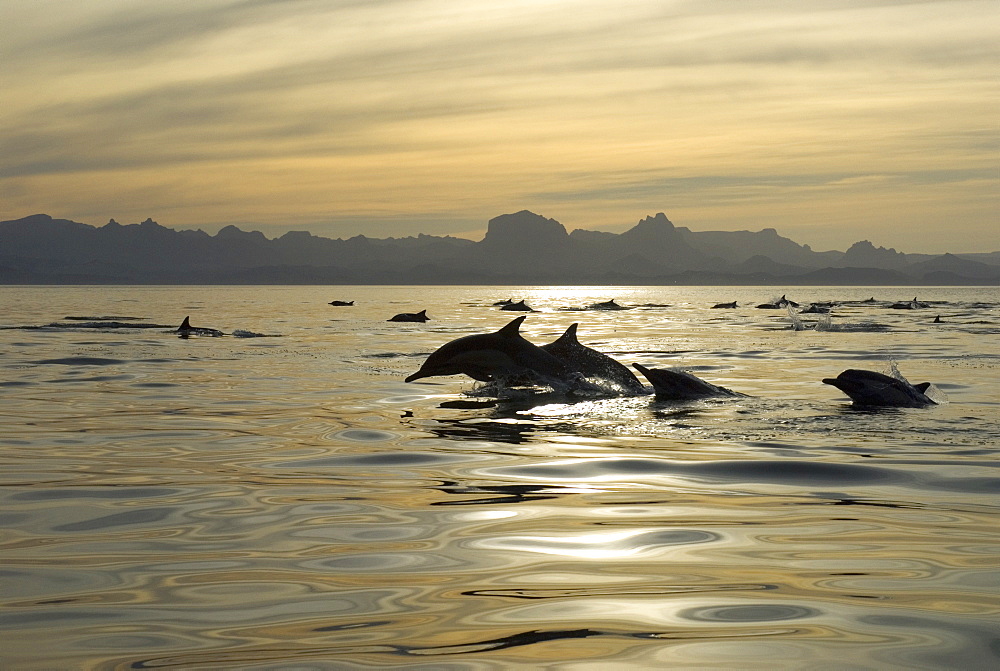 Common dolphins (delphinus delphis) Gulf of California. Common dolphins in a golden sea at dawn.