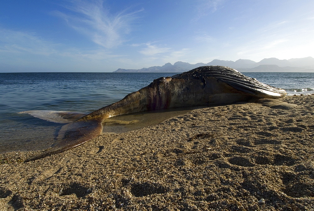 Humpback whale (megaptera novaeangliae) Gulf of California. The stranded carcase of a dead whale.