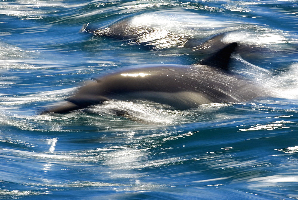 Common dolphins (delphinus delphis) Gulf of California.The watery world of dolphins.