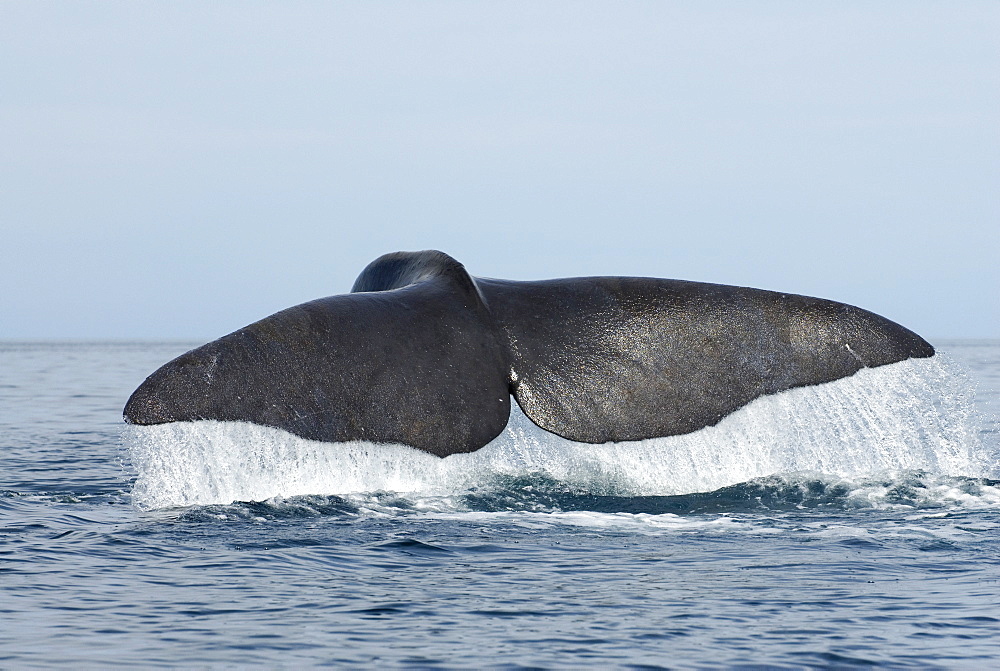 Sperm whale (physeter macrocephalus) Gulf of California.The tail of a diving sperm whale.