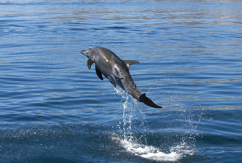 Bottlenose dolphins (Tursips truncatus) Gulf of California.A good view of remora attached to a bottlenose dolphin.