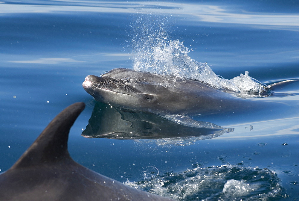 Bottlenose dolphins (Tursips truncatus) Gulf of California.The head of a surfacing bottlenose dolphin.