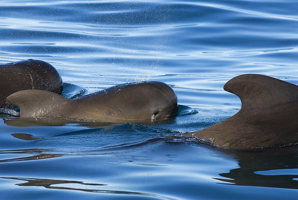 Short finned pilot whales (Globicephala macrorynchus) Gulf of California.The eye of a baby pilot whale which appears to be weeping.