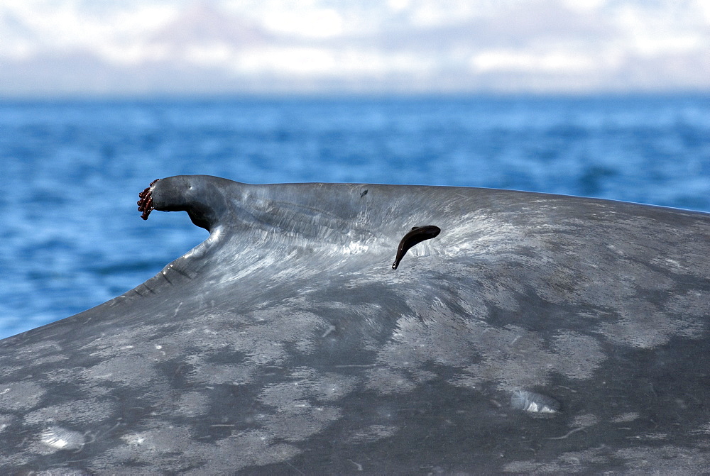 Blue whales (balaenoptera musculus) Gulf of California.The barnacles on the oddly shaped dorsal fin of a blue whale and an attendant remora.