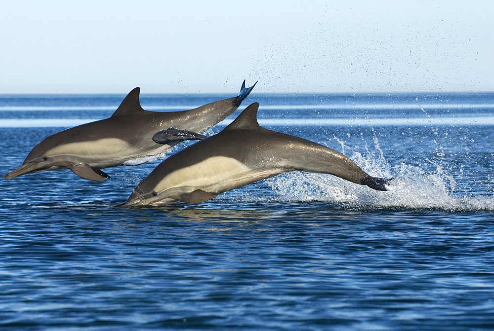 Common dolphin (delphinus delphis) Gulf of California.Two common dolphin, one carrying different coloured remoras.