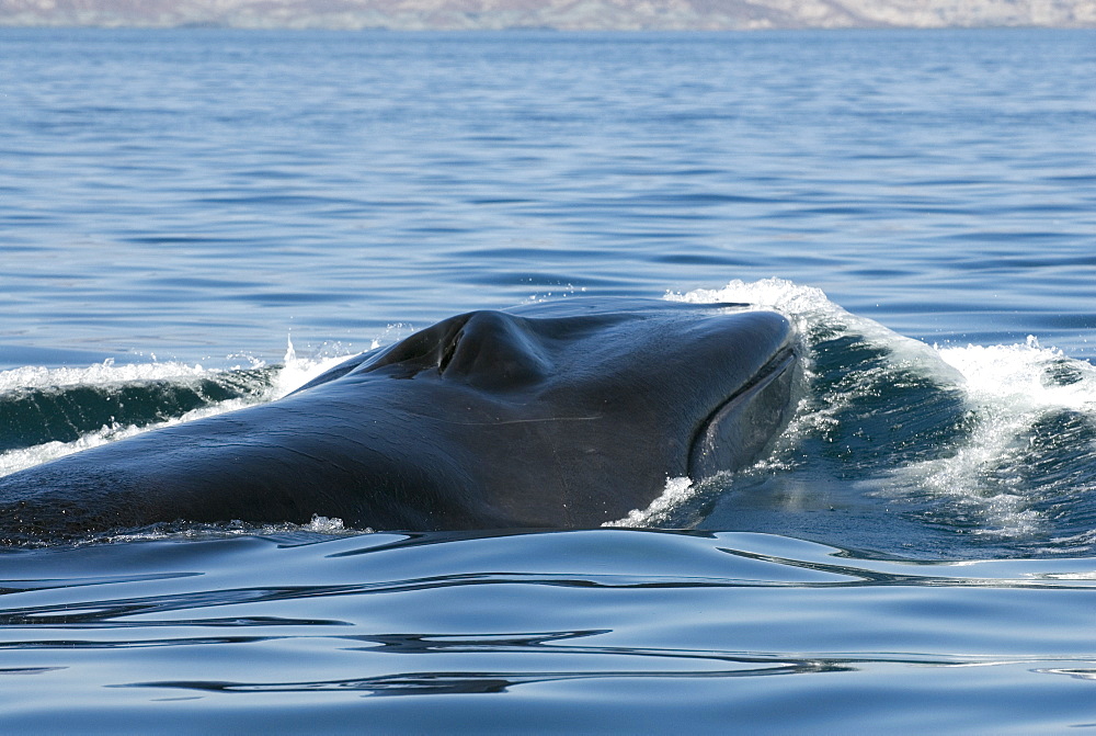 Fin whale (balaenoptera physalus) Gulf of California.The head and mouth of a fin whale.