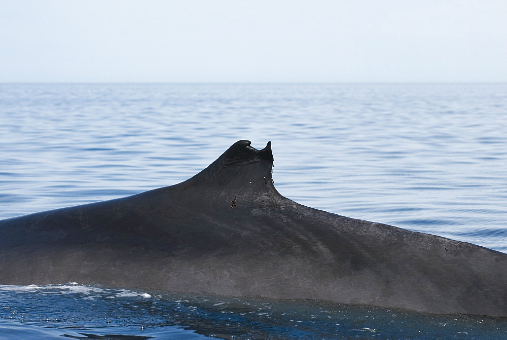 Fin whale (balaenoptera physalus) Gulf of California.A damaged and distinct fin whale fin.