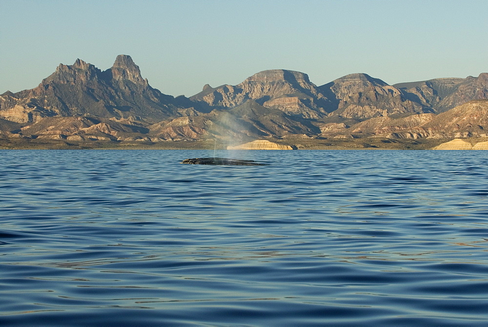 Gray whale (eschrichtius) Gulf of California. Two gray whales creeping quietly along the Mexican coast.