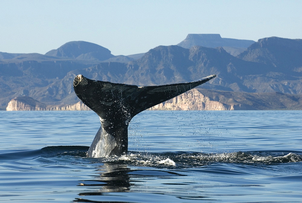 Gray whale (eschrichtius) Gulf of California.A gray whale tail.