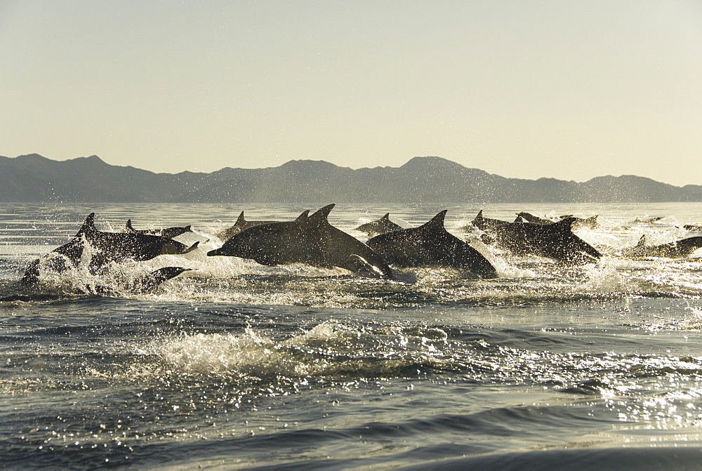 Common Dolphins. Baja, Mexico