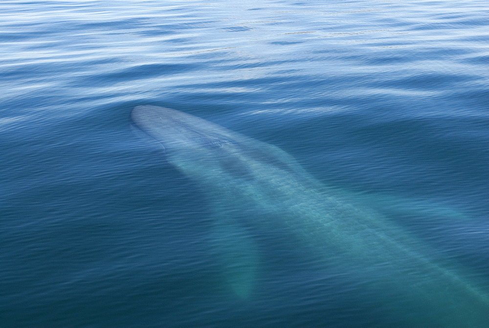 Blue whales (balaenoptera musculus) Gulf of California.A surfacing blue whale, its mouth, blowholes and fins clearly visible.