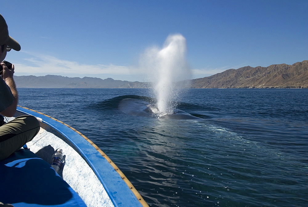 Blue whales (balaenoptera musculus) Gulf of California.Whale watchers are delighted by a blue whale that surfaces near their small boat.