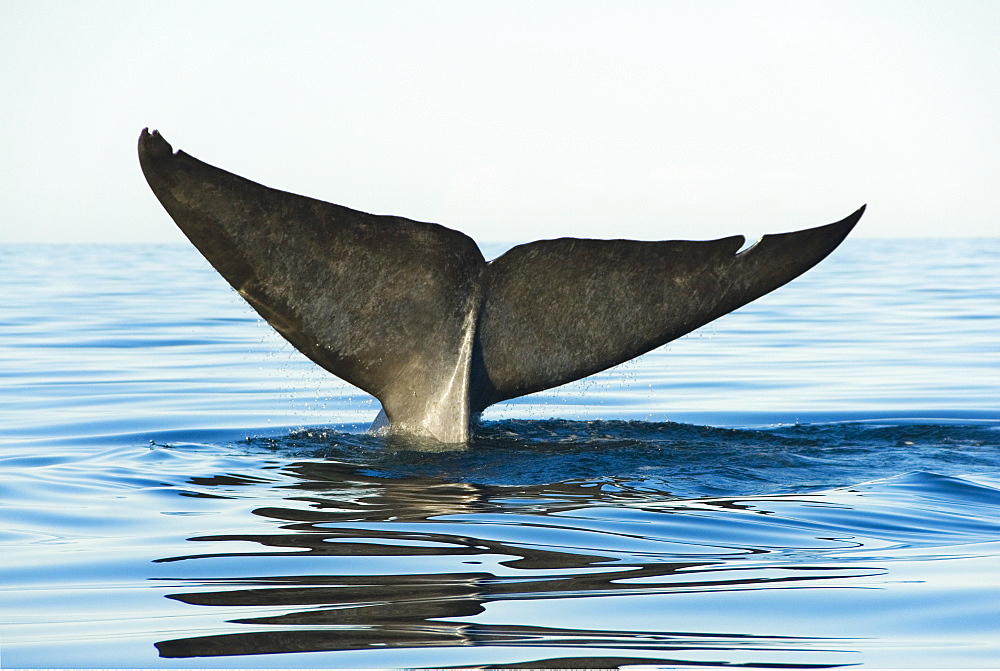 Blue whale, (balaenoptera musculus),endangered, Gulf of California Mexico.