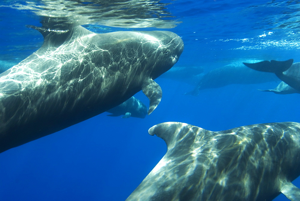 Short finned pilot whale (globicephala macrorynchus) The odd, almost parrot shaped beak of a pilot whale. Canary Islands.       (rr)