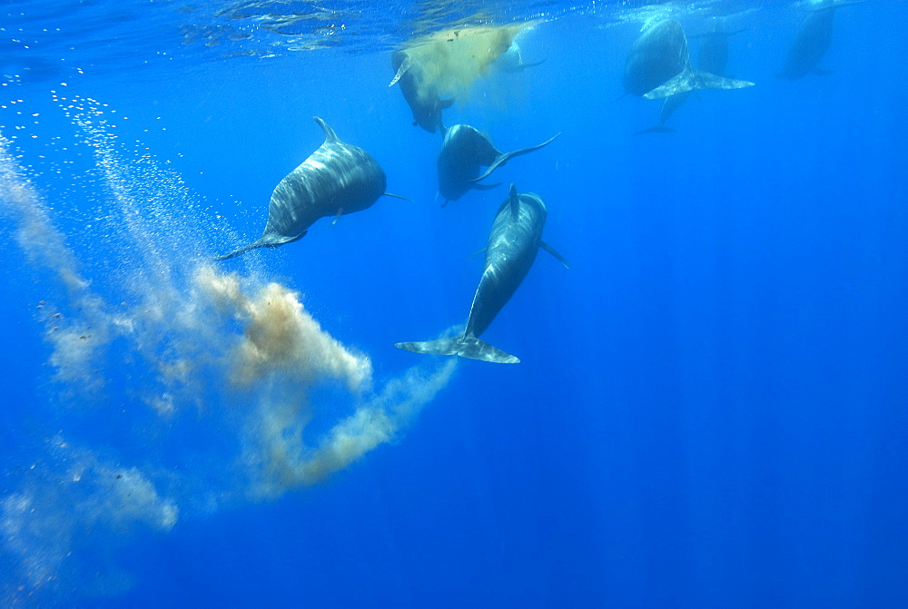 Short finned pilot whale (globicephala macrorynchus) Pilot whales defecating after feeding. Canary Islands.        (rr)