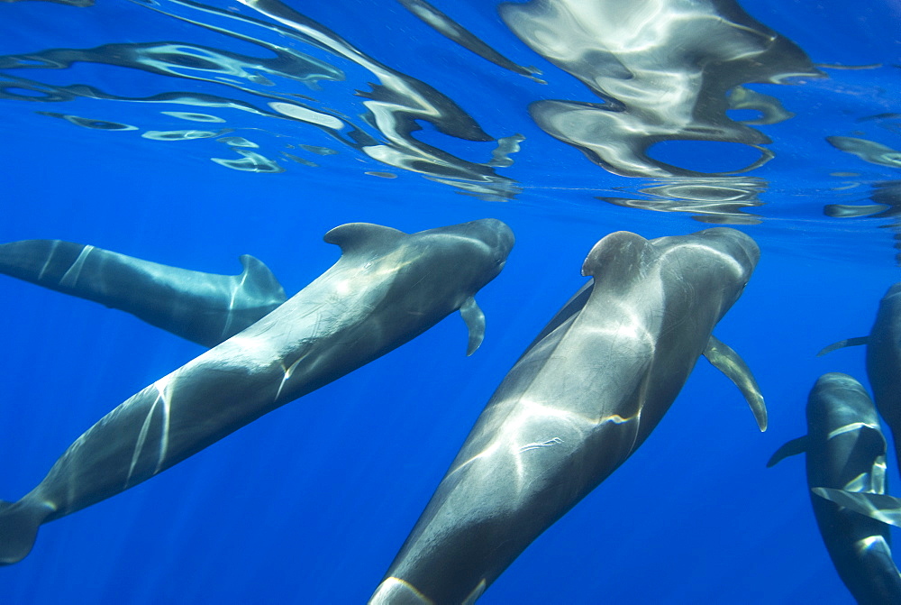 Short finned pilot whale (globicephala macrorynchus) Pilot whales and their reflections at the surface. Canary Islands. (rr)