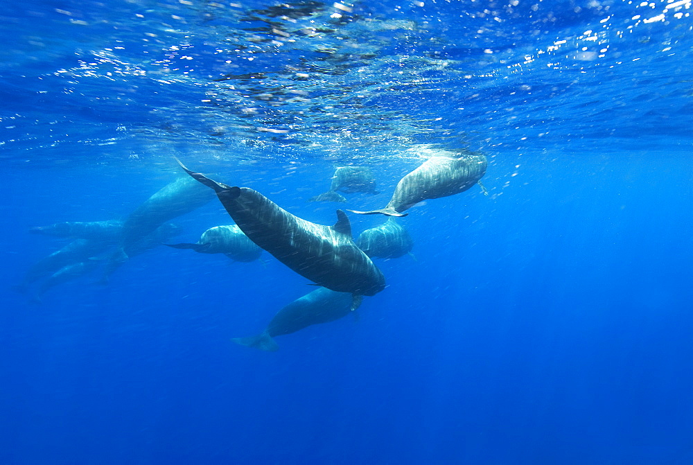 Short finned pilot whale (globicephala macrorynchus) Pilot whales at the surface and among the swell and turbulence. Canary Islands.   (rr)