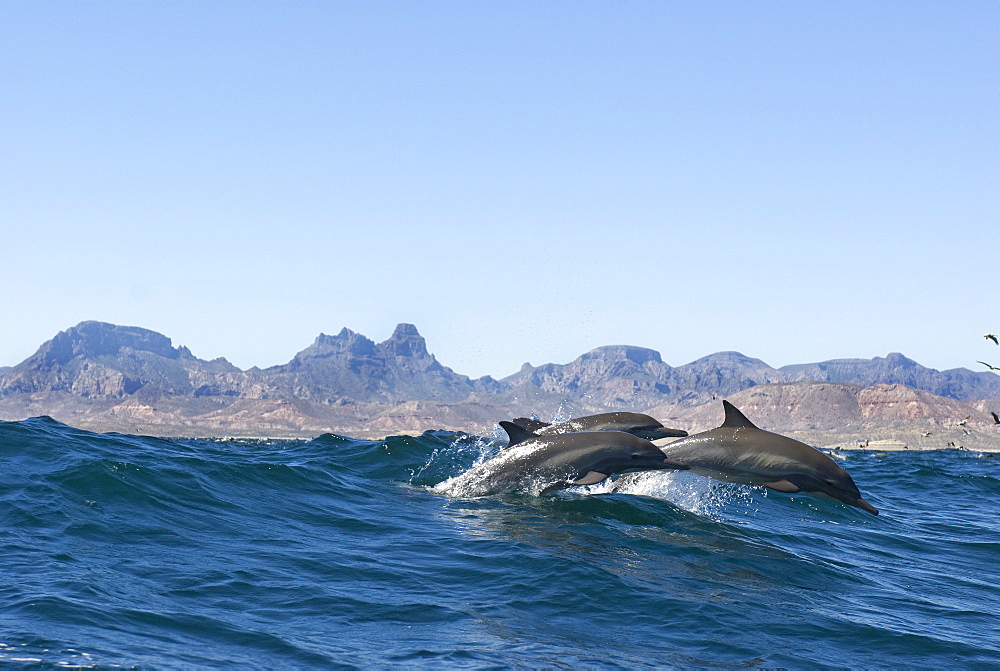 Common dolphin (delphinus delphis) Three dolphins leap from the crest of a wave.The Sea of Cortes.