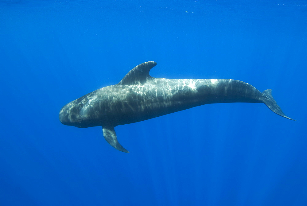 Short finned pilot whale (globicephala macrorynchus) A juvenile pilot whale. Canary Islands.