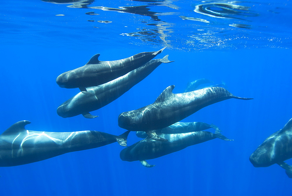 Short finned pilot whale (globicephala macrorynchus) In among a group of pilot whales. Canary Islands.