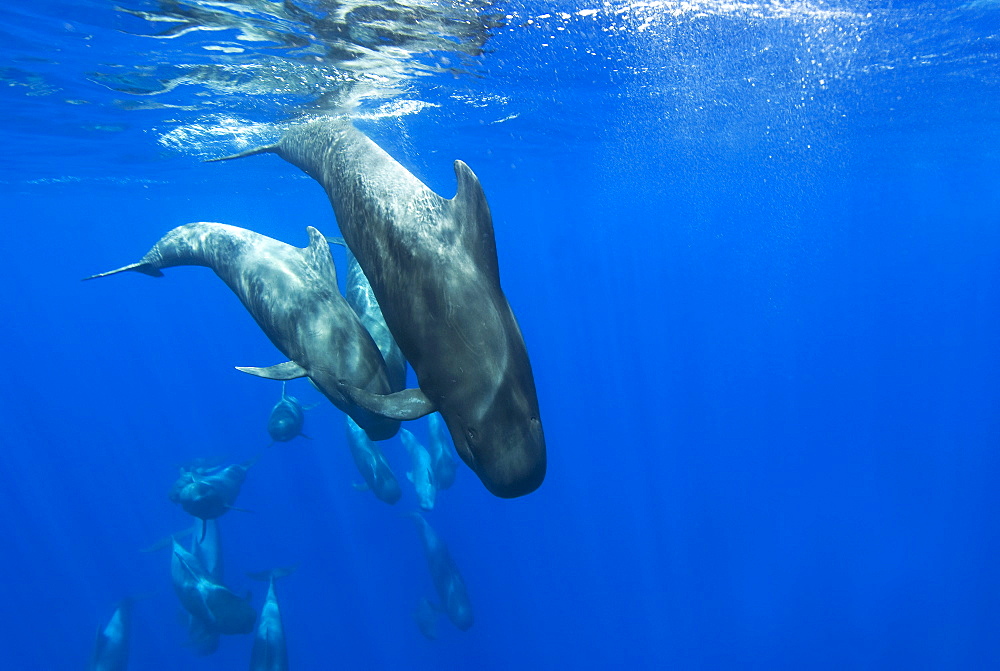 Short finned pilot whale (globicephala macrorynchus) Two pilot whales diving under the photographer. Canary Islands.