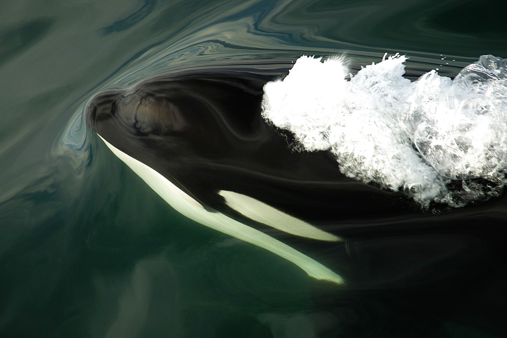 Killer whale. A killer whale surfaces into a silky calm sea. The Sea of Cortes.