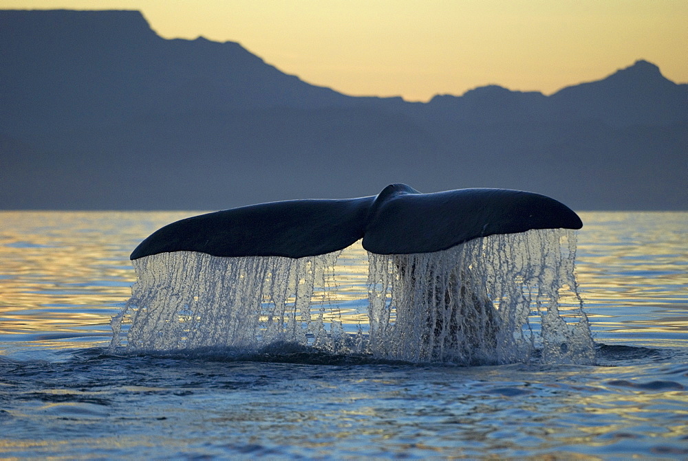 Sperm whale (physeter macrocephalus) A diving sperm whale at dusk. The Sea of Cortes.