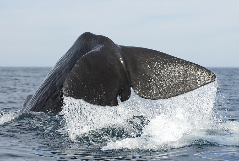 Sperm whale (physeter macrocephalus) A clear mark on this sperm whale tail will make it easy to re identify. The Sea of Cortes.