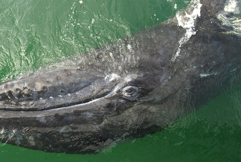 Gray whale (eschrichtius robustus) A graywhale approaches a boat, the eye clealry visible. Pacific Ocean