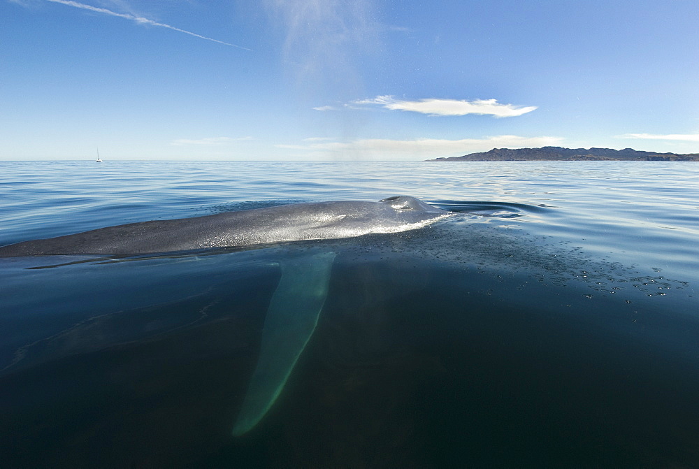 Blue whale (balaenoptera musculus) A blue whale passing a whale watching boat shows its pectoral fin.The Gulf of California.