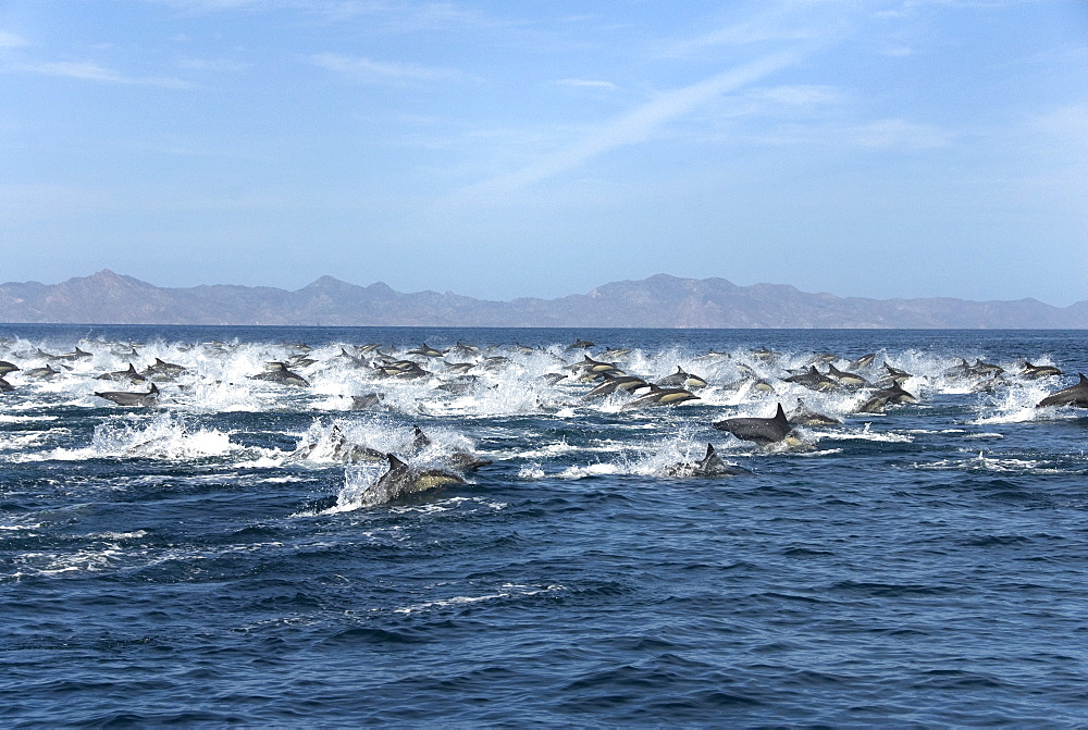 Common dolphin (delphinus delphis) Common dolpins at high speed.  Gulf of California.