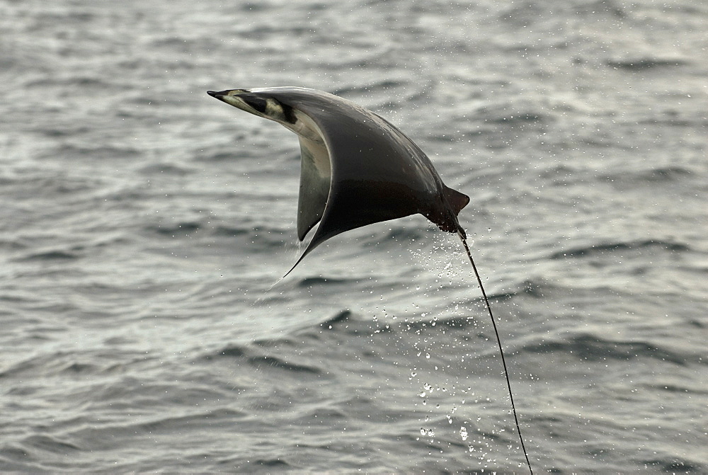 Mobula ray (mobula japonica) A leaping mobula ray. Gulf of California.