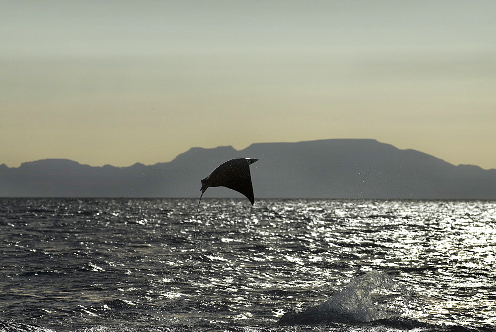 Mobula ray (mobula japonica) A leaping mobula ray at sunset. Gulf of California.