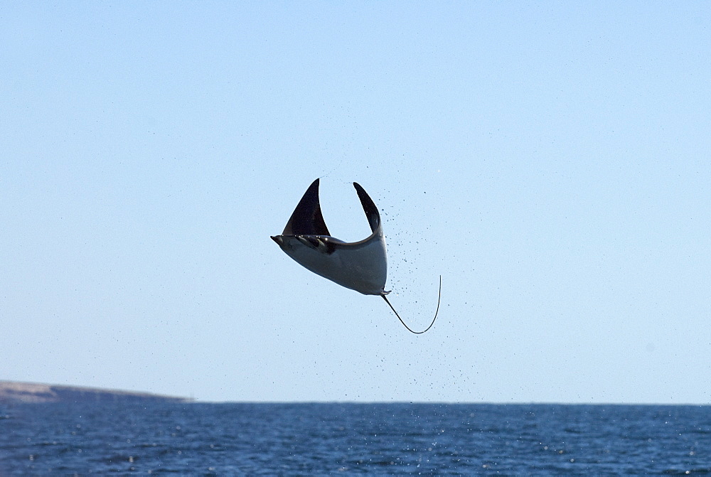 Mobula ray (mobula japonica) A leaping mobula ray high out of the water.Gulf of California.