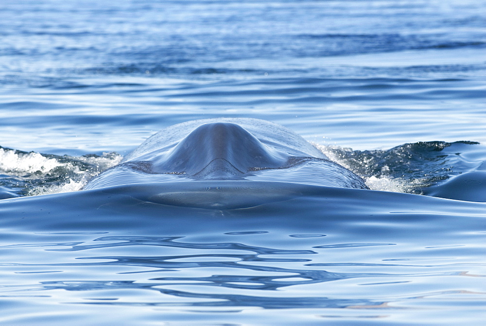 Blue whale (balaenoptera musculus) A blue whale head on showing the mouth under the water.The Gulf of California.