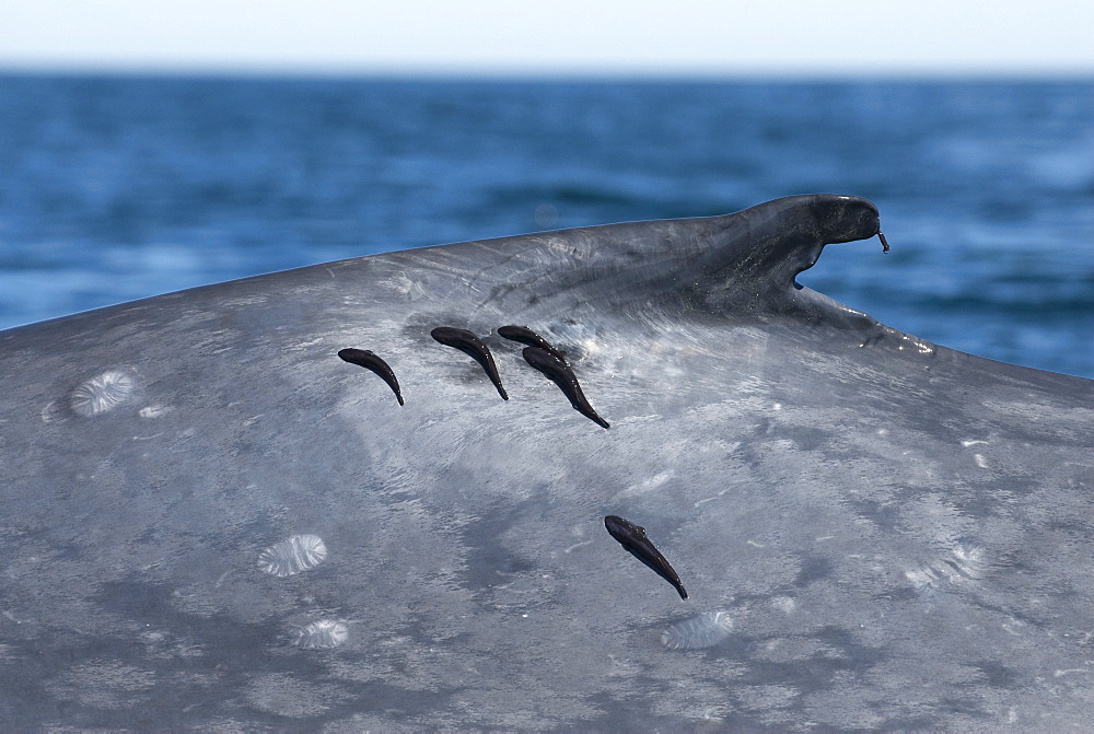 Blue whale (balaenoptera musculus) Remora attached to a blue whale.The Gulf of California.