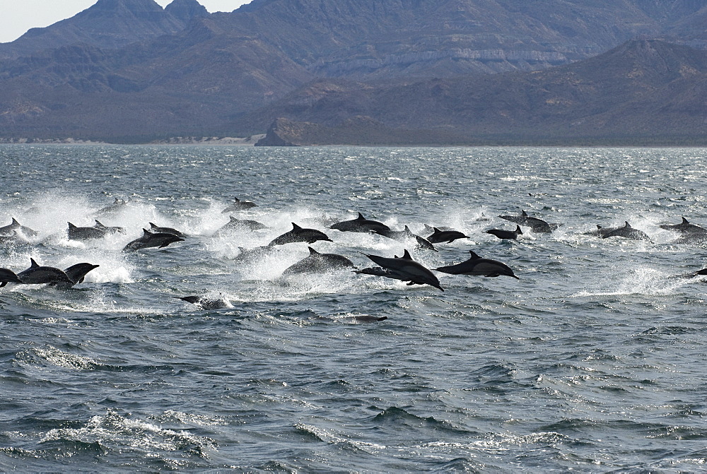 Common dolphin (delphinus delphis) Common dolphins airborne and at full speed.Gulf of California.