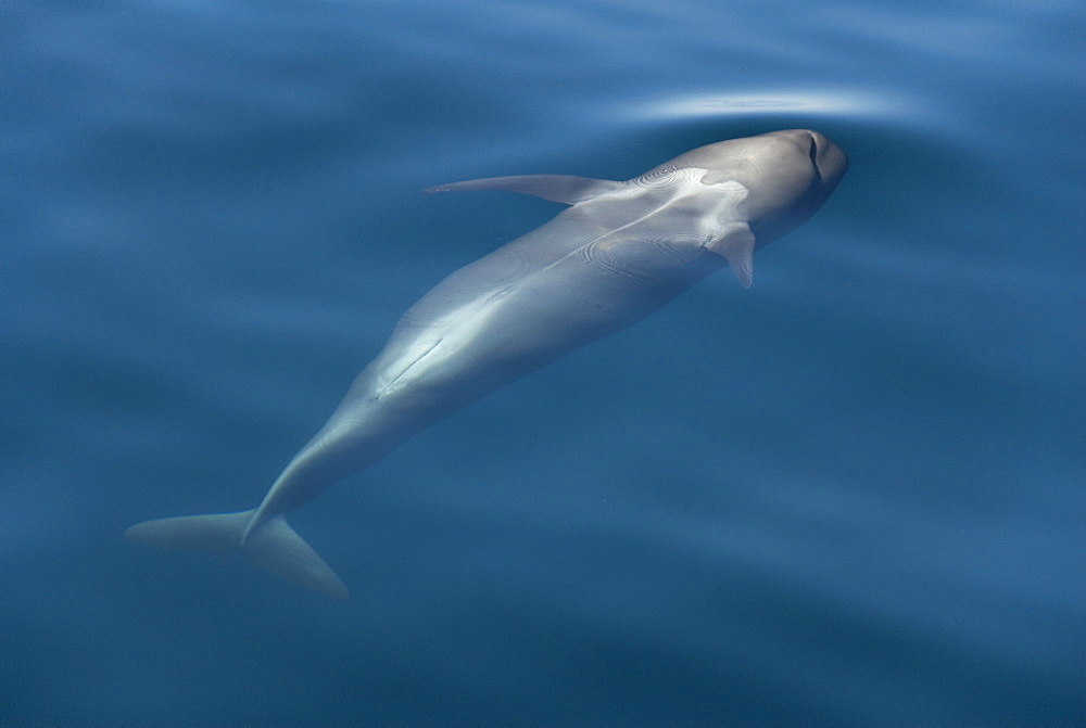 Pilot whale (globicephala macrorynchus) A baby pilot whale upside down.Gulf of California.