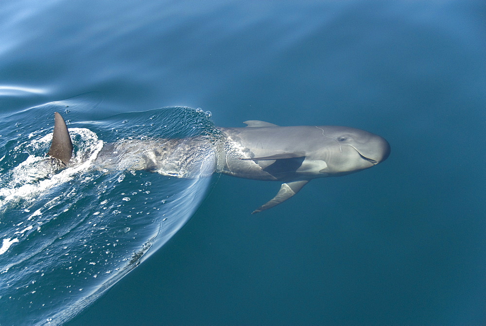 Pilot whale (globicephala macrorynchus) A baby pilot whale.Gulf of California.