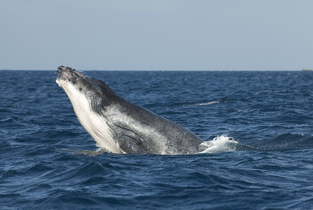 Humpback whale (megaptera novaeangliae)The low breach of a young humpback whale. South Pacific