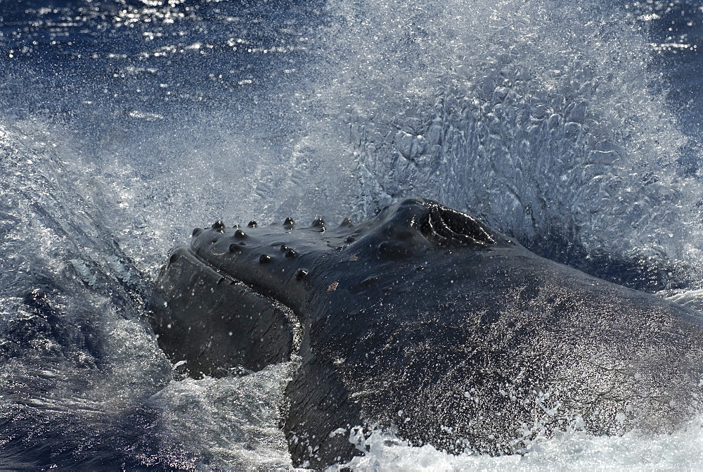 Humpback whale (megaptera novaeangliae )Powerful charges of humpbacks during a heat run.  South Pacific