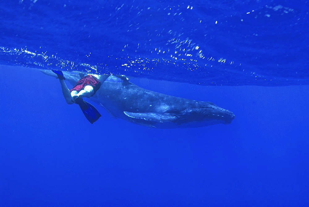 Humpback whale (megaptera novaeangliae) A snorkeller and humpback whale. South Pacific